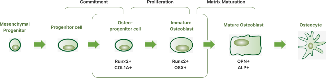 Osteoblast differentiation