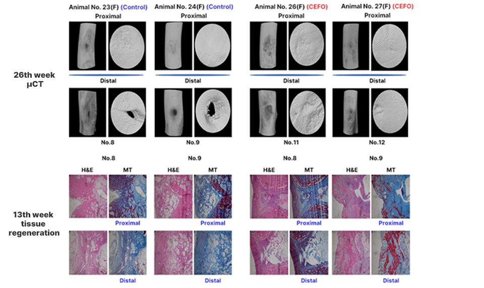 Analysis of Micro CT image and tissue slide