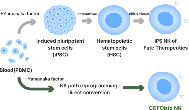 Direct differentiation technologyfor NK cell