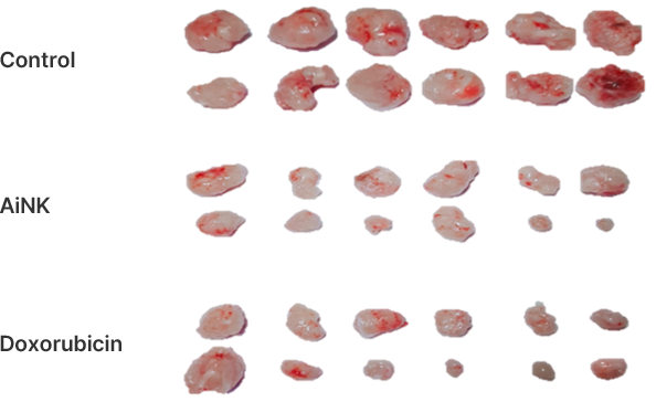 Solid cancer In Vivo Test (Mouse Subcutaneous Tumor Transplantation Model) Cell line : SW620 (Human Caucasian colon adenocarcinoma)