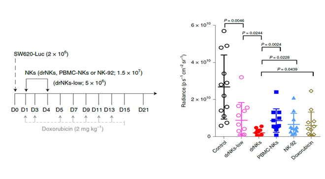 The anticancer effect of drNK cells is best at high doses (1.5X0^7 cells).