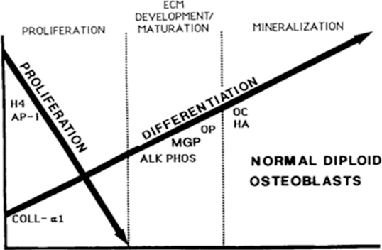 Model of the reciprocal relationship between proliferation and differentiation in normal diploid cells during the rat osteoblast developmental sequence