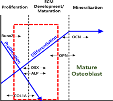 CF-M801 as the osteoblast of early stage