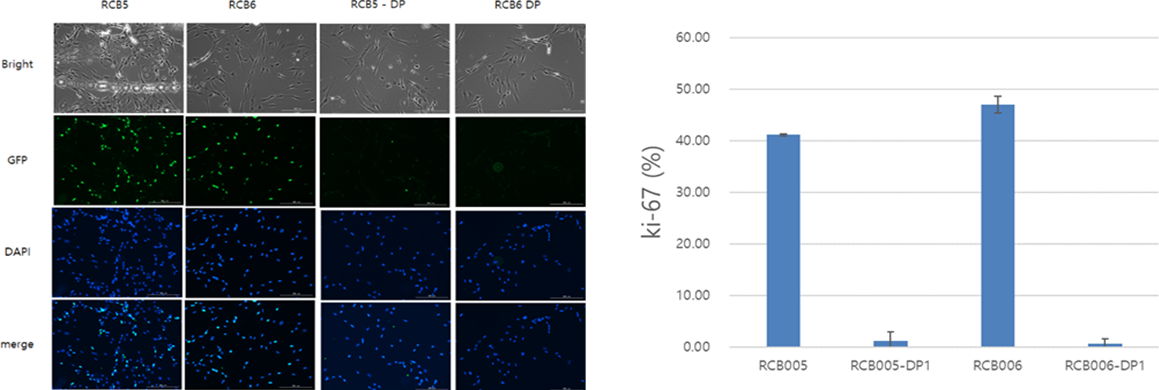 Ki-67 expression in UCMSC vs DP