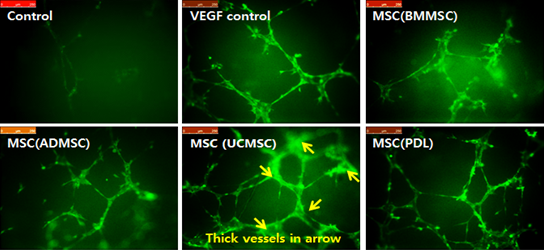 Confirmation of neovascularization induction by mesenchymal stem cells of various origins